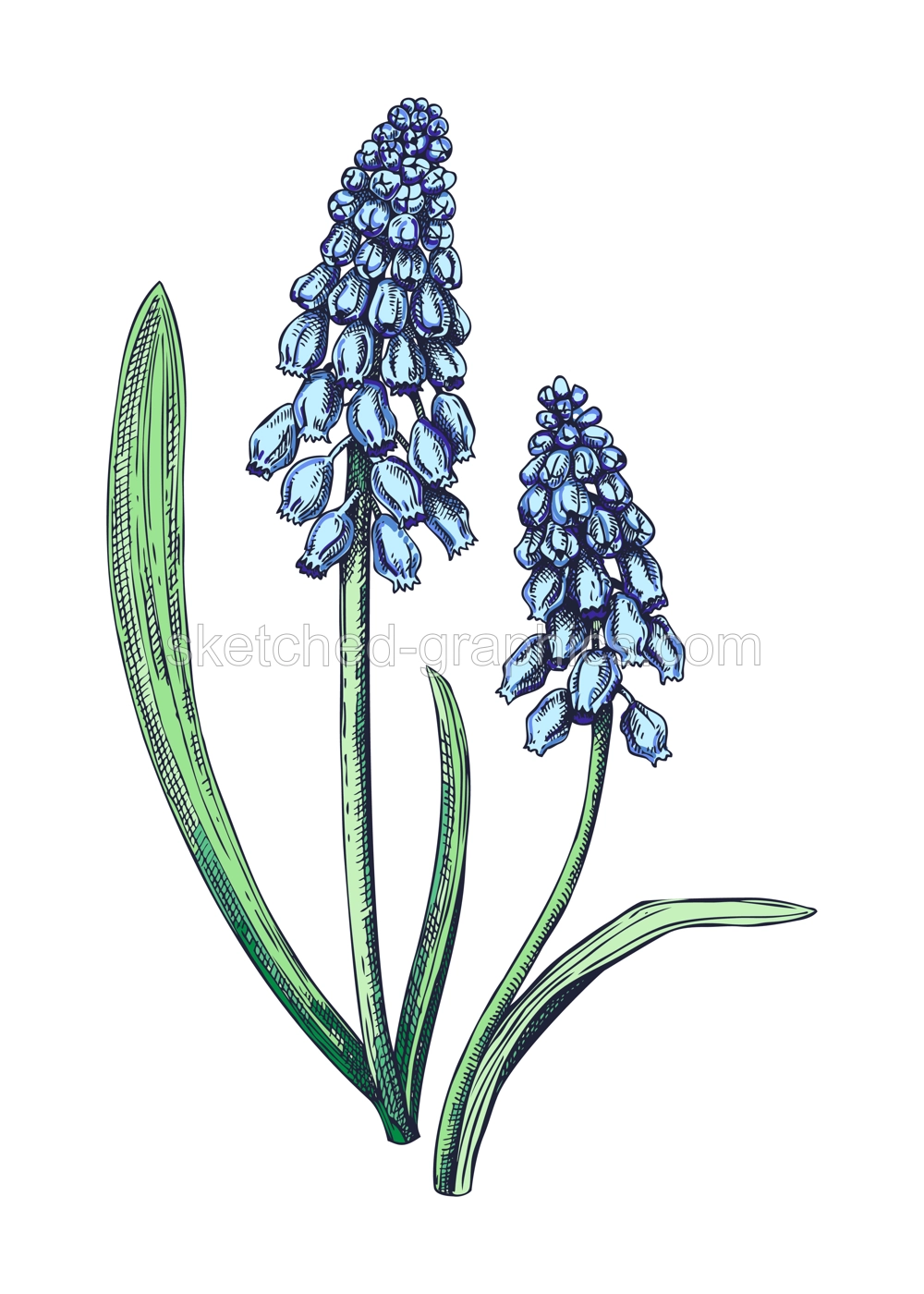 Muscari flower sketch in color. Hand drawn grape hyacinth. Botanical vector illustration. Spring woodland plant floral drawing Illustration